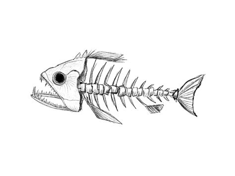 fish skeleton drawing|Fish Skeleton Illustrations & Vectors .